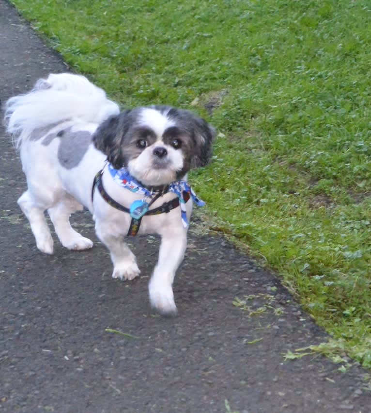 Tivo, a Shih Tzu tested with EmbarkVet.com