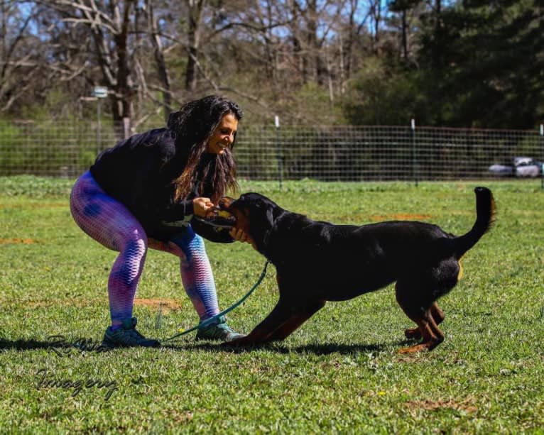 Mega, a Rottweiler tested with EmbarkVet.com