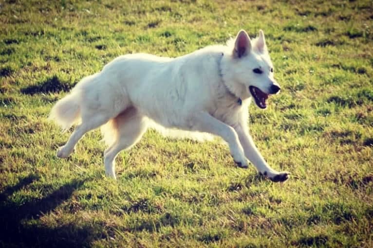 Tinkabell, a White Shepherd tested with EmbarkVet.com