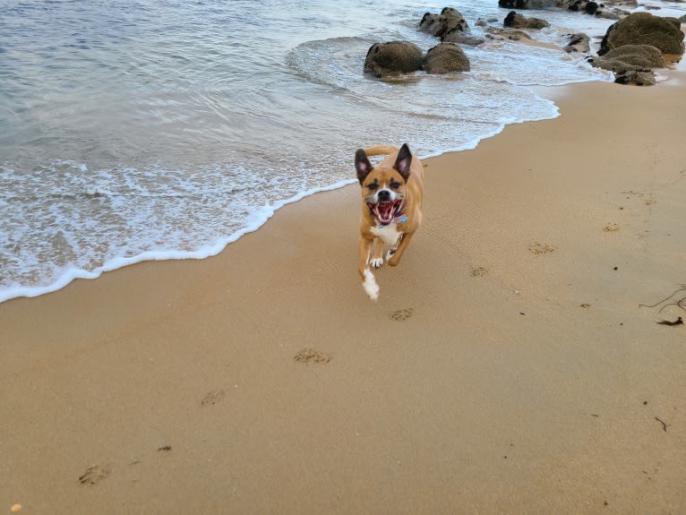 Kiah, an Australian Shepherd and Boxer mix tested with EmbarkVet.com