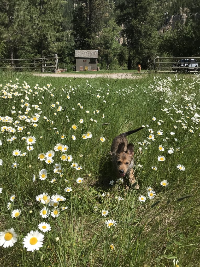 Dixie, a Berger Picard tested with EmbarkVet.com