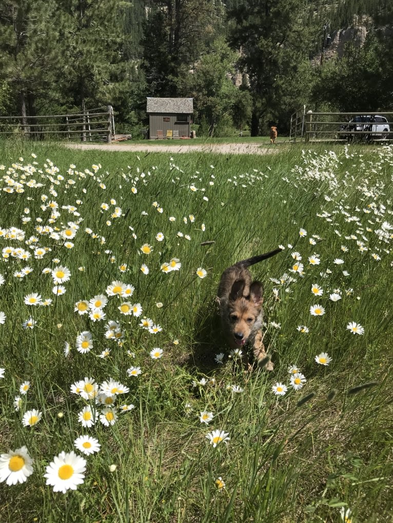 Dixie, a Berger Picard tested with EmbarkVet.com