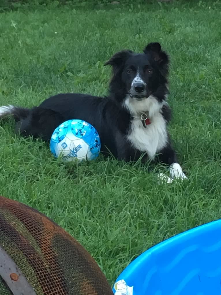 Rollo, a Border Collie and Australian Shepherd mix tested with EmbarkVet.com