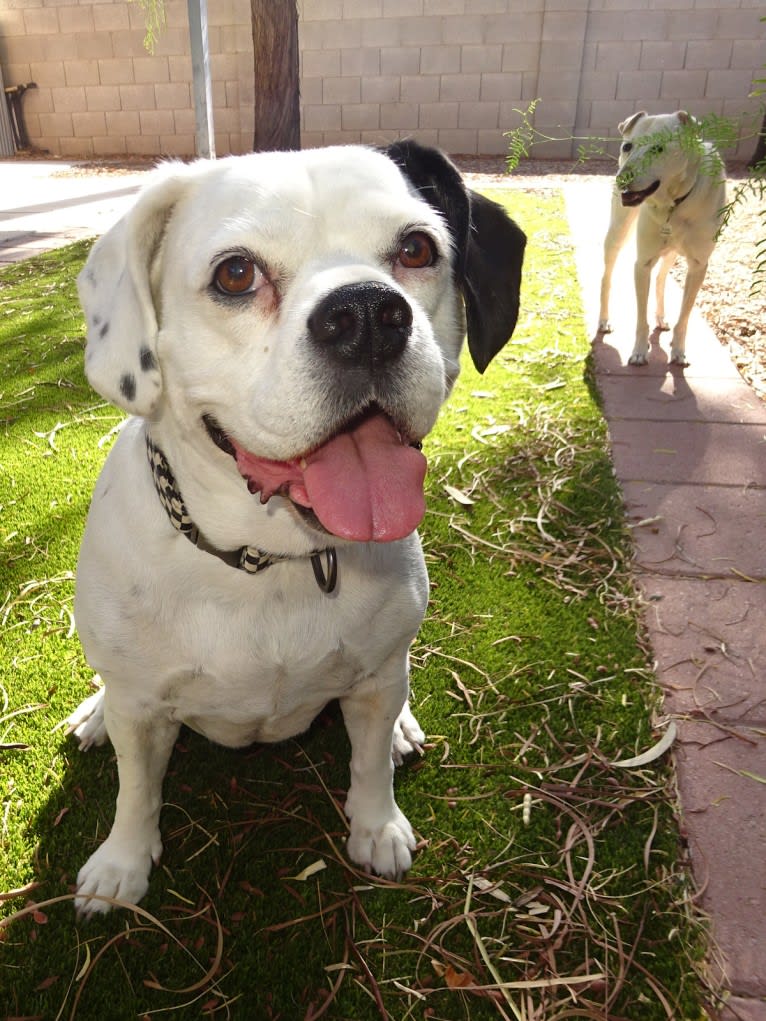 Doc, a Chihuahua and American Pit Bull Terrier mix tested with EmbarkVet.com