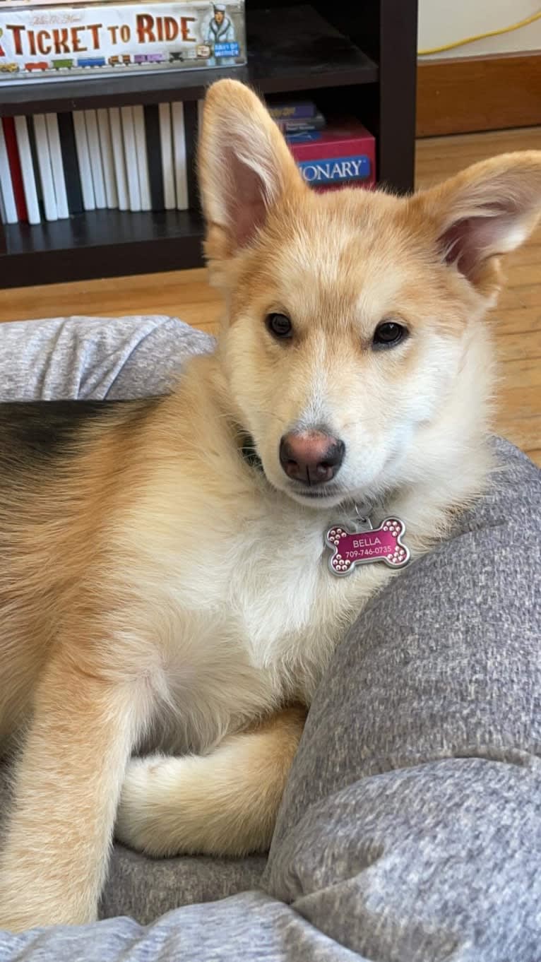 Bella, an Alaskan Malamute and Siberian Husky mix tested with EmbarkVet.com