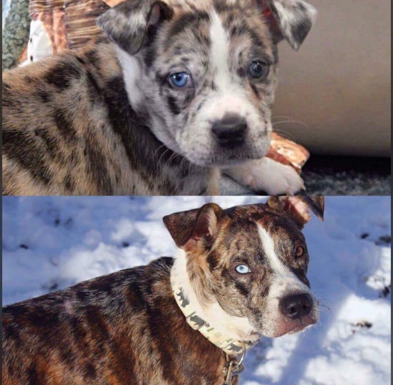 Hammer, a Boston Terrier and Australian Cattle Dog mix tested with EmbarkVet.com