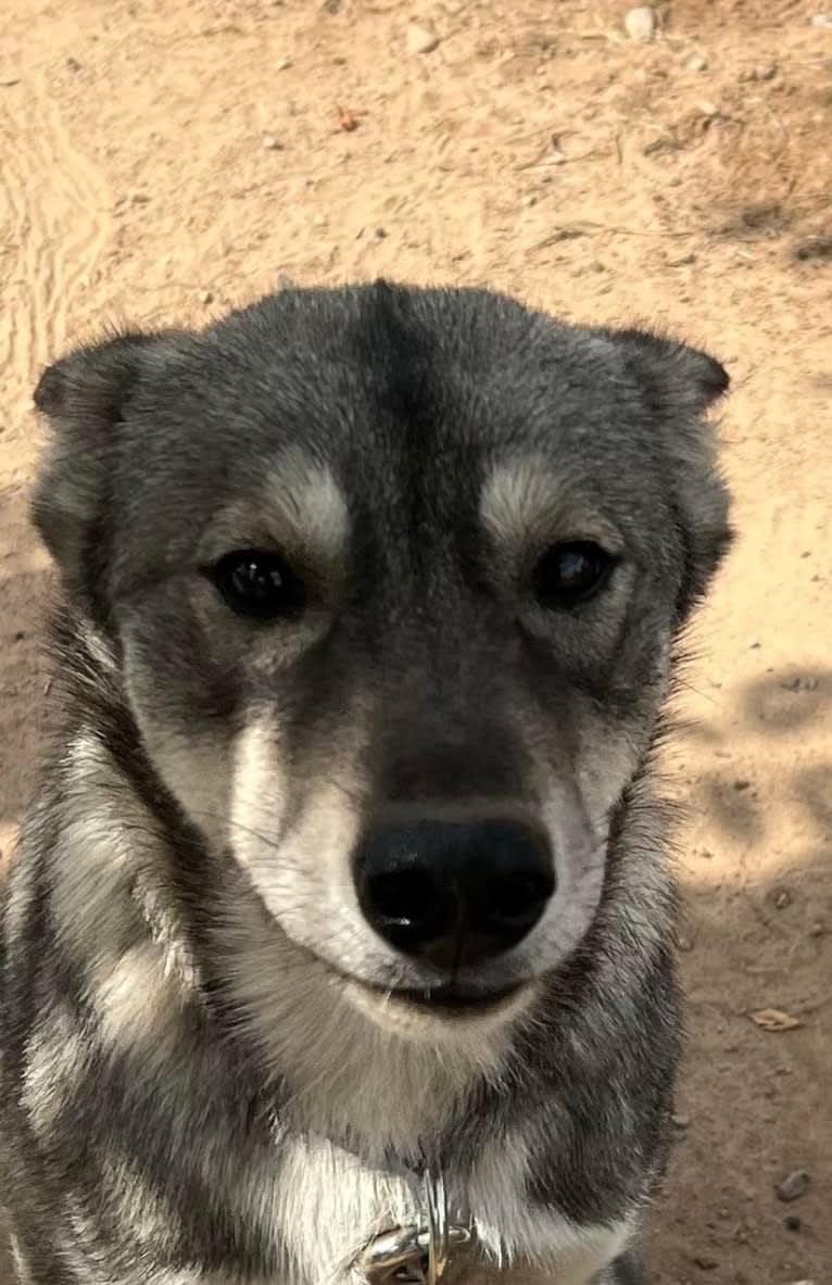 Torch, a Siberian Husky tested with EmbarkVet.com