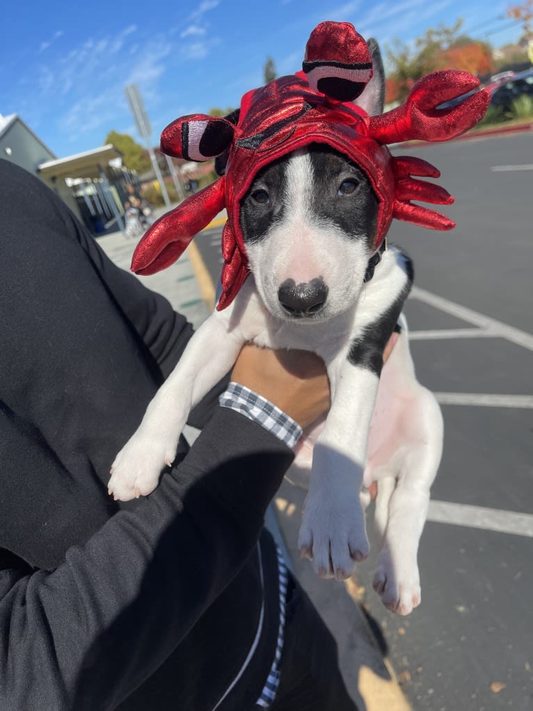 Lorenzo, a Bull Terrier tested with EmbarkVet.com