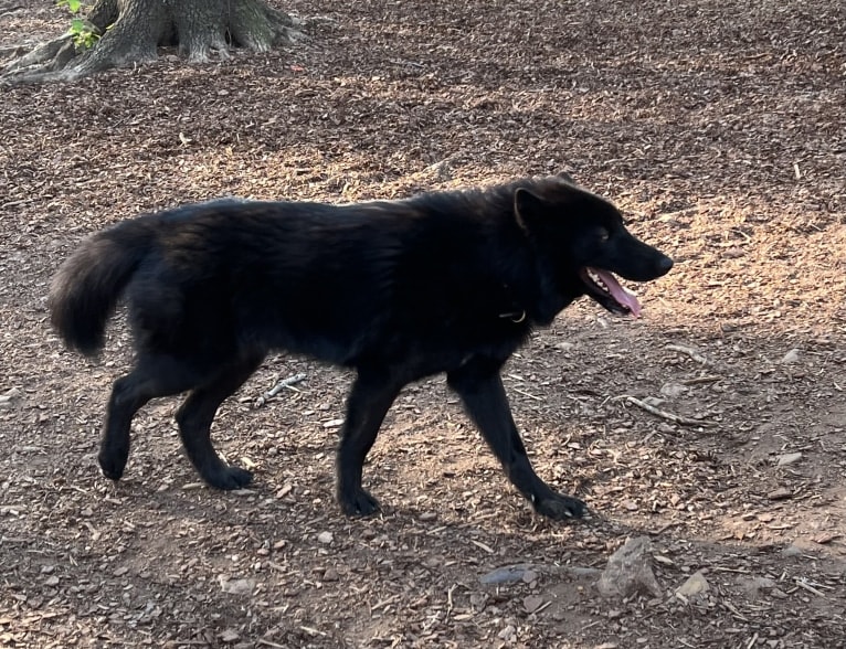 Nox a dog tested with EmbarkVet.com