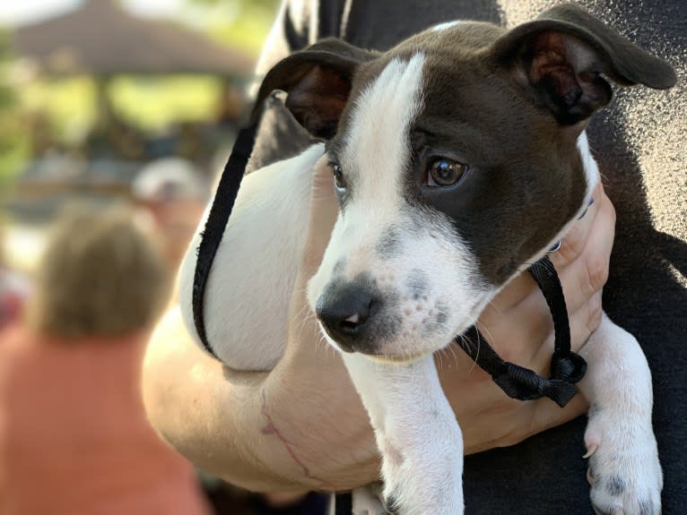 Dipper, a Russell-type Terrier and American Bully mix tested with EmbarkVet.com