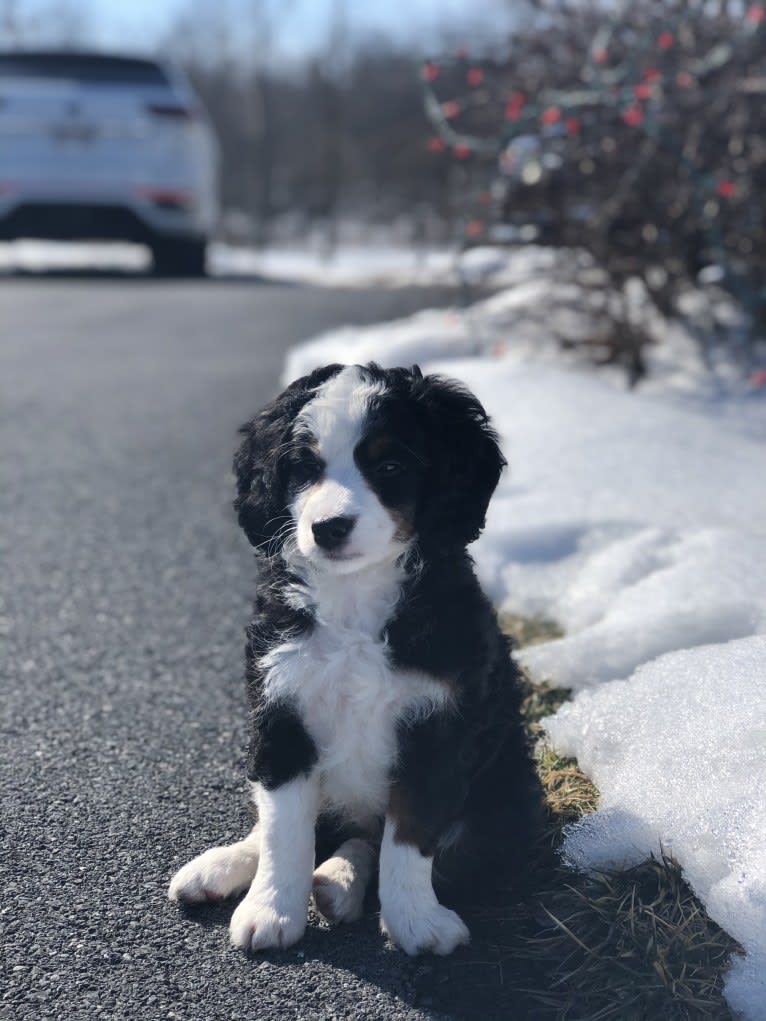 Lola, a Bernedoodle tested with EmbarkVet.com