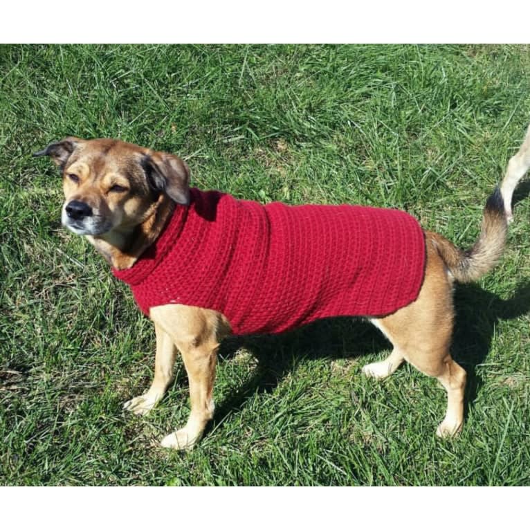 Maya, a Cocker Spaniel and American Pit Bull Terrier mix tested with EmbarkVet.com