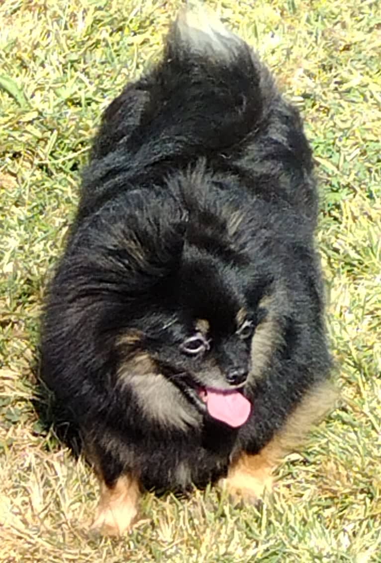 Bunny, a Pomeranian tested with EmbarkVet.com