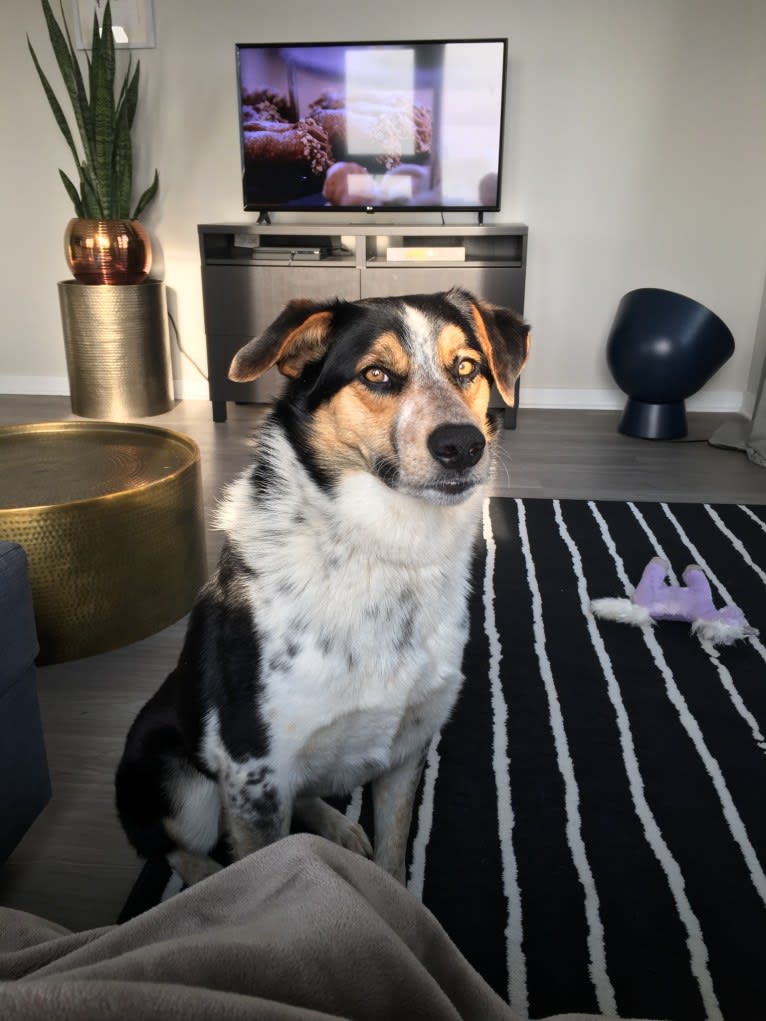 Rory, an Australian Shepherd and Australian Cattle Dog mix tested with EmbarkVet.com