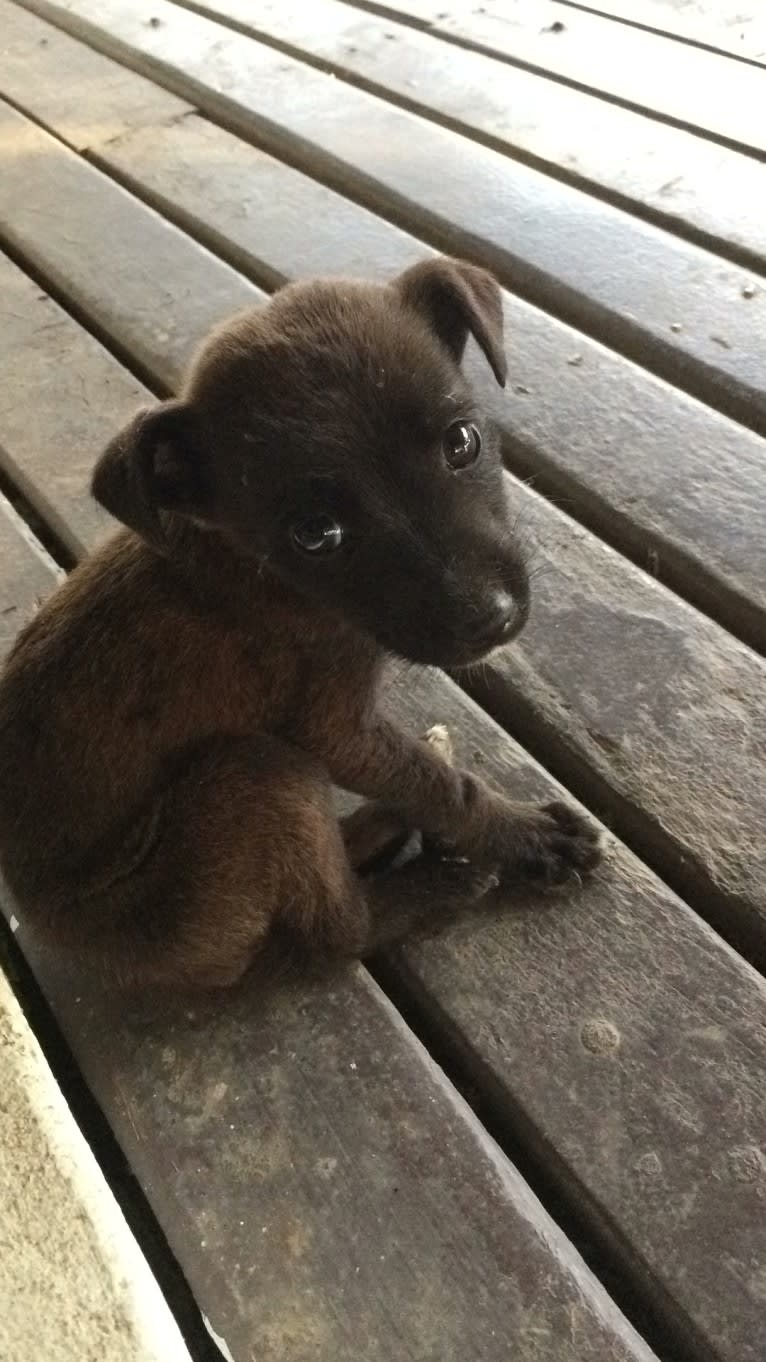 Lovo, a Melanesian Village Dog tested with EmbarkVet.com