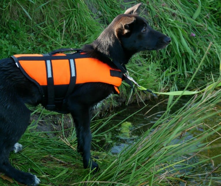 Yuri, a Border Collie and Dutch Shepherd mix tested with EmbarkVet.com