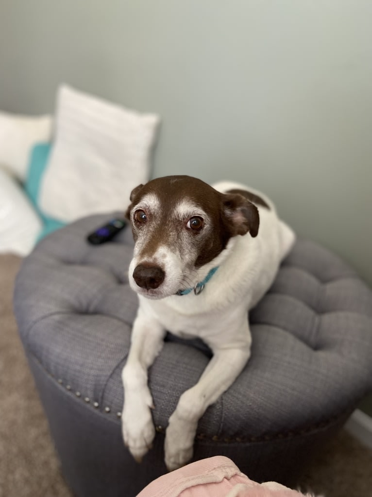 Bandit Walter, a Rat Terrier and Border Collie mix tested with EmbarkVet.com