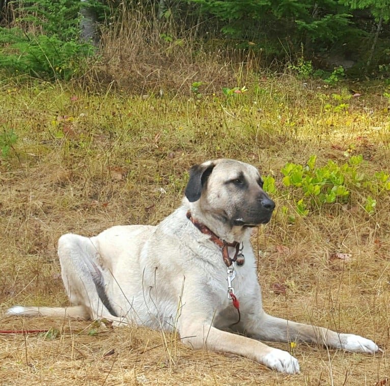Sıçan, an Anatolian Shepherd Dog tested with EmbarkVet.com