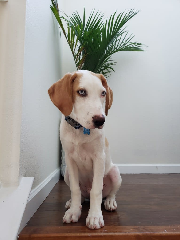 Arlo, an American Foxhound and German Shepherd Dog mix tested with EmbarkVet.com