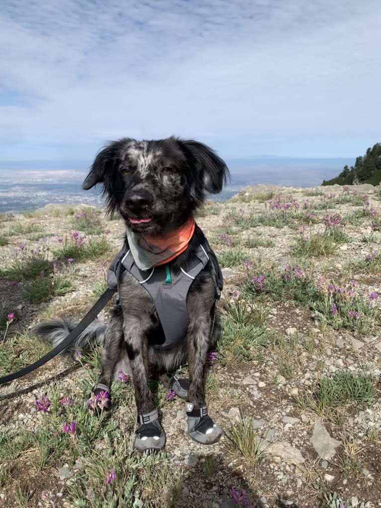 Plutonium, a Border Collie and Miniature/MAS-type Australian Shepherd mix tested with EmbarkVet.com