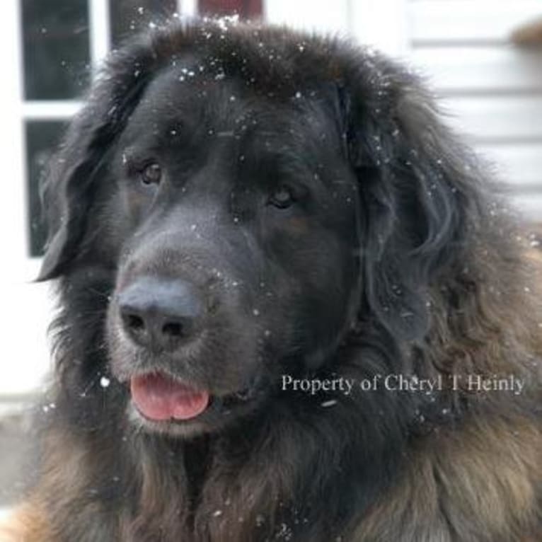 The Leos Den Chivas Regal "Argos", a Leonberger tested with EmbarkVet.com