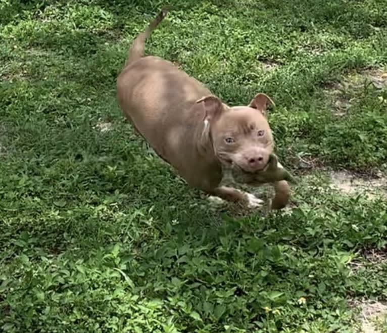 Thomas Bailey, an American Bully tested with EmbarkVet.com