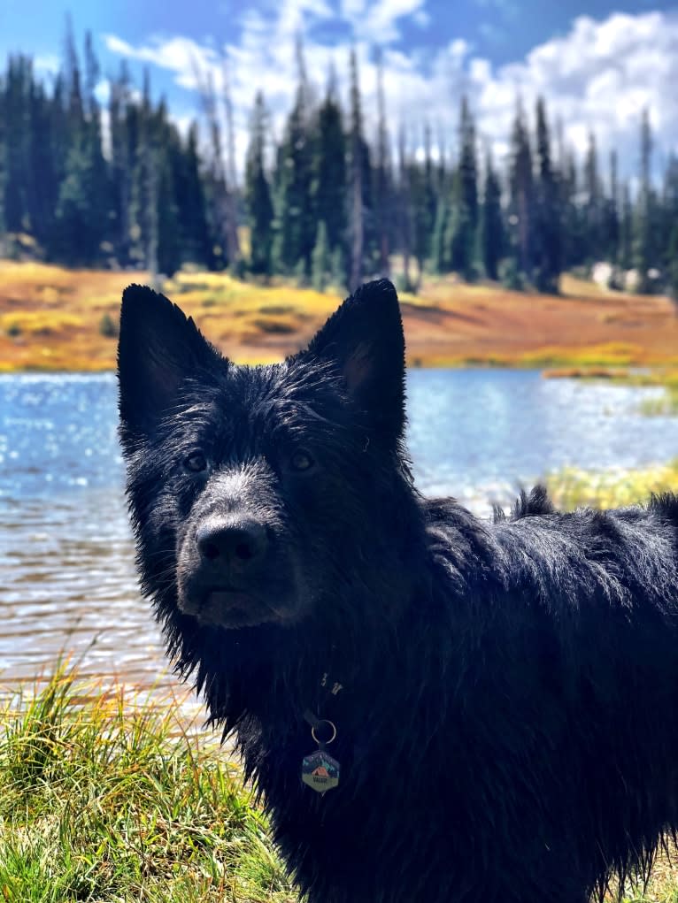 Valor Vom Hof Grebe, a German Shepherd Dog tested with EmbarkVet.com