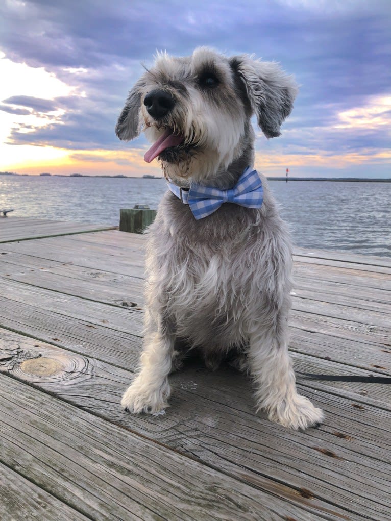 Lanier, a Miniature Schnauzer tested with EmbarkVet.com