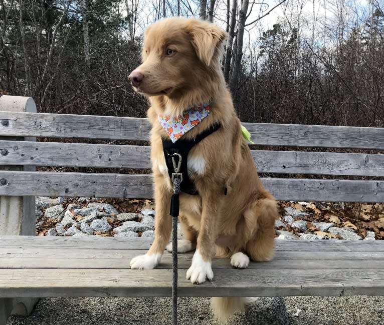 Kodiak, a Nova Scotia Duck Tolling Retriever tested with EmbarkVet.com