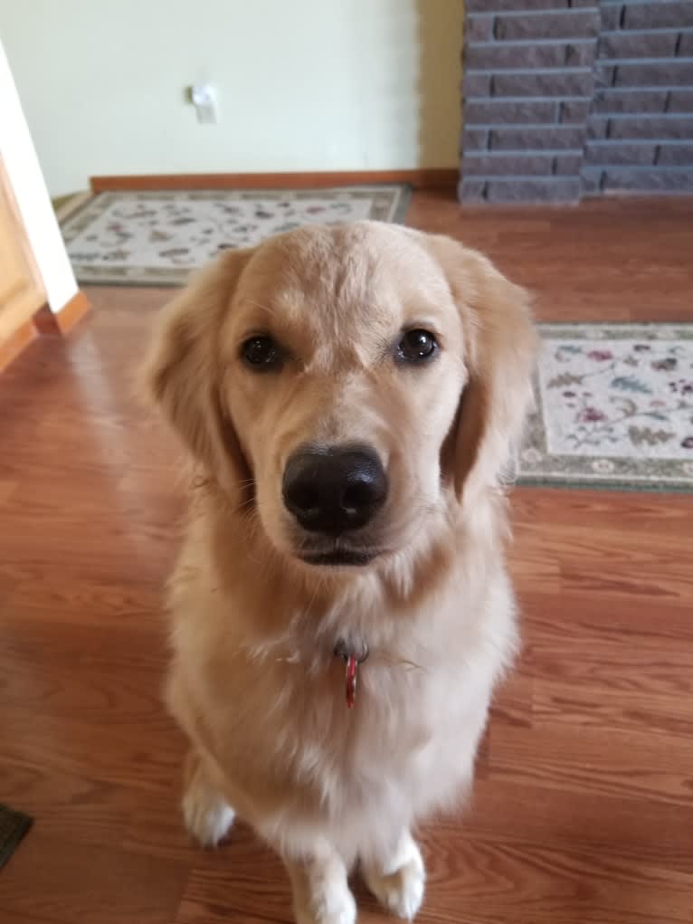 WC's Little Miss Hot Cakes "Bindi", a Golden Retriever tested with EmbarkVet.com