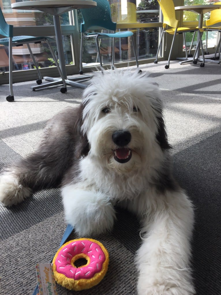 Winston, an Old English Sheepdog tested with EmbarkVet.com