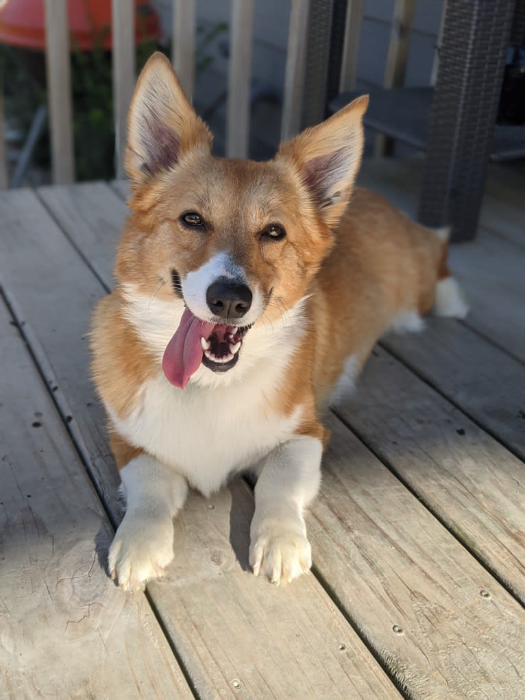 Fleur, a Pembroke Welsh Corgi tested with EmbarkVet.com