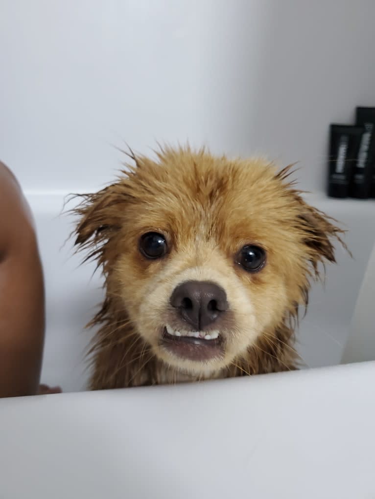 Kai, a Chinese Village Dog and Pekingese mix tested with EmbarkVet.com