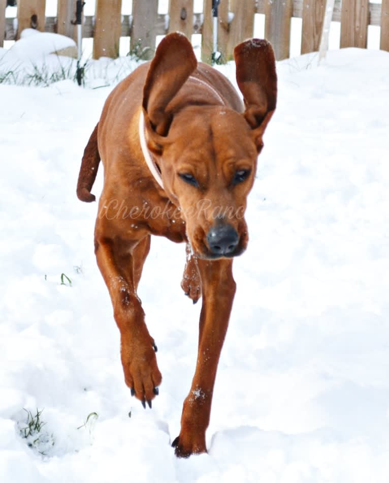 PR MCR Clementine Rose, a Redbone Coonhound tested with EmbarkVet.com