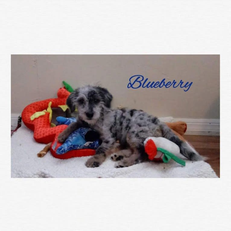 Blueberry, a Labradoodle (5.6% unresolved) tested with EmbarkVet.com