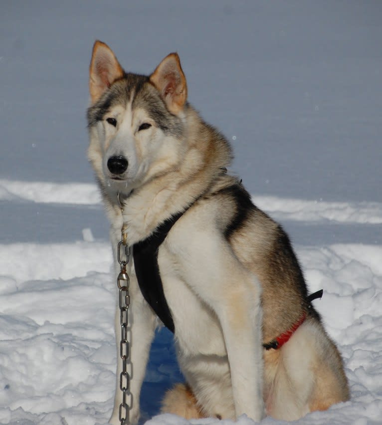 Phoenix, an Alaskan-type Husky tested with EmbarkVet.com