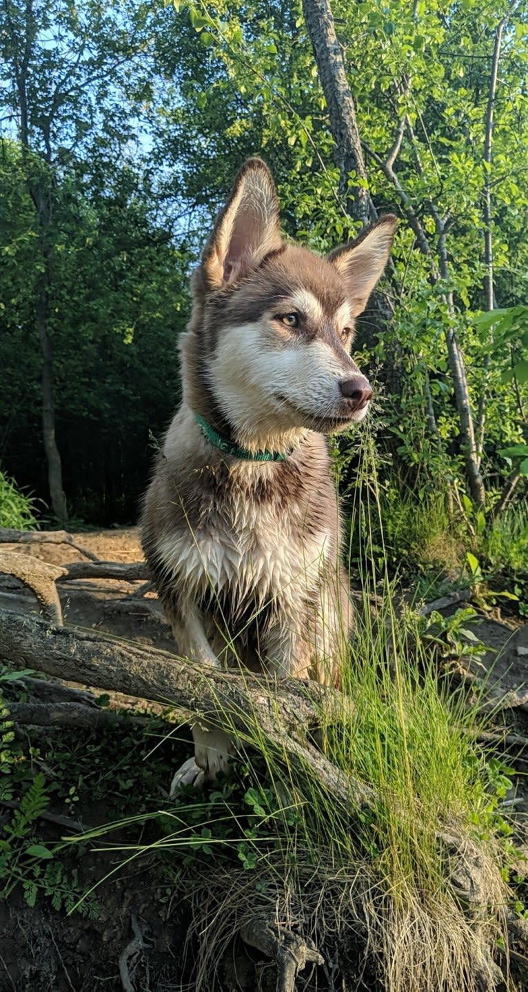 Gambit, a Siberian Husky and Australian Shepherd mix tested with EmbarkVet.com