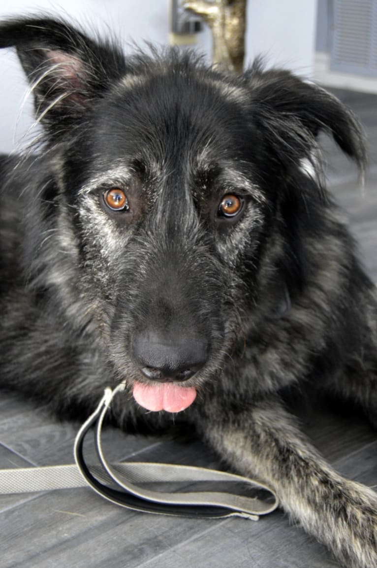 Talisker, an Alaskan Malamute and German Shepherd Dog mix tested with EmbarkVet.com