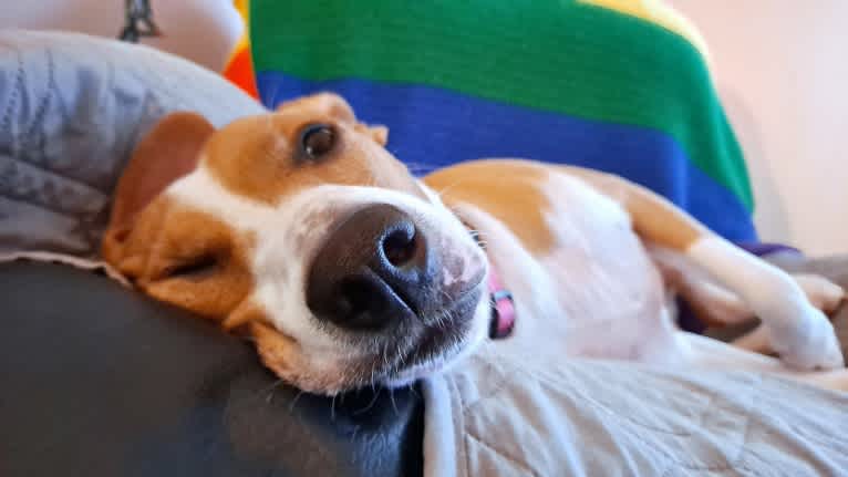 Stella, a Rat Terrier and Mountain Cur mix tested with EmbarkVet.com