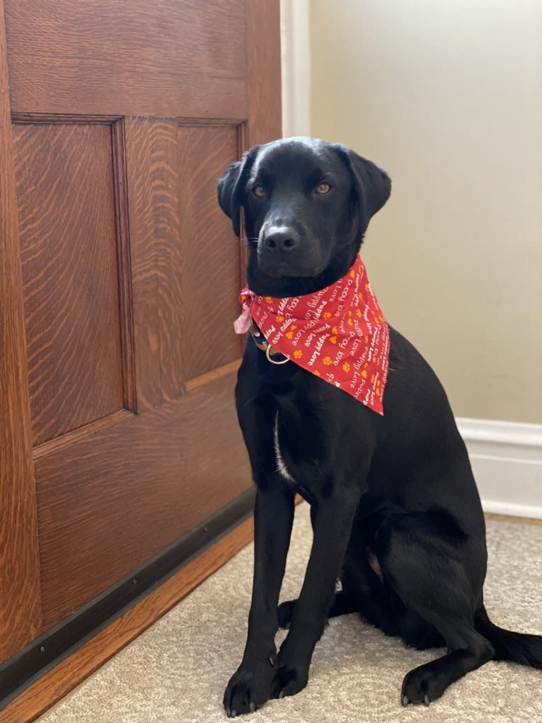 Lancelot, a Labrador Retriever and Chow Chow mix tested with EmbarkVet.com