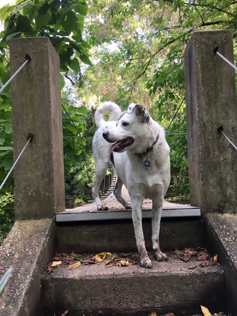 Louis, an American Pit Bull Terrier and Cocker Spaniel mix tested with EmbarkVet.com