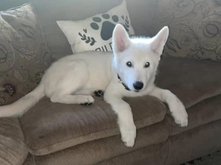 Koda a dog tested with EmbarkVet.com