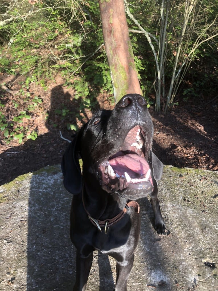 Calvin, a Great Dane and Saint Bernard mix tested with EmbarkVet.com