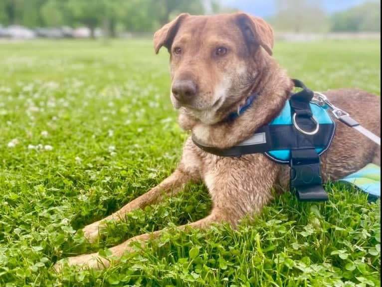 Levi, a German Shepherd Dog and Chow Chow mix tested with EmbarkVet.com