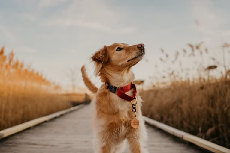 Tate, a Southeast Asian Village Dog tested with EmbarkVet.com