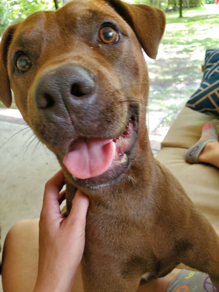 Vixen, an American Pit Bull Terrier and Chow Chow mix tested with EmbarkVet.com