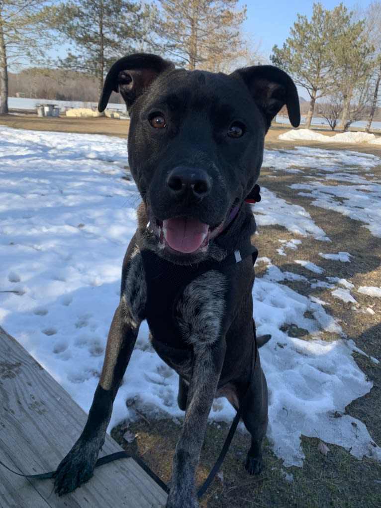 Talon, an American Pit Bull Terrier and German Shepherd Dog mix tested with EmbarkVet.com