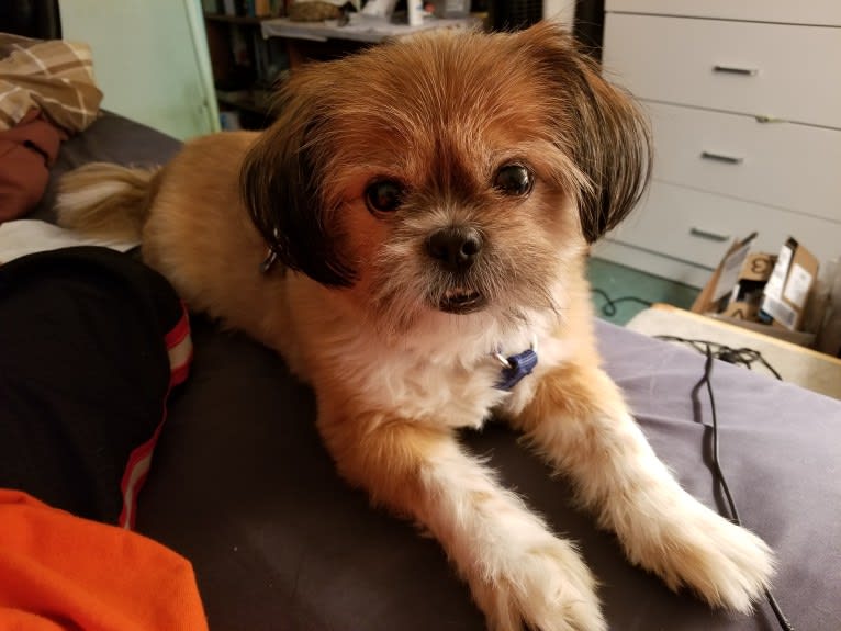 Chestnut, a Shih Tzu and Pomeranian mix tested with EmbarkVet.com