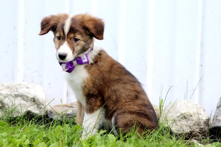 Bindi, a Border Collie tested with EmbarkVet.com