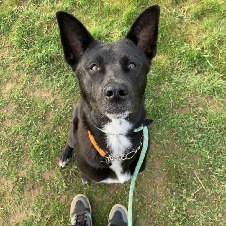 Misha, a Canaan Dog tested with EmbarkVet.com